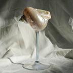 Elegant Drinking Glasses with Natural Shell Stem – Coastal Cocktail and Champagne Glassware 6