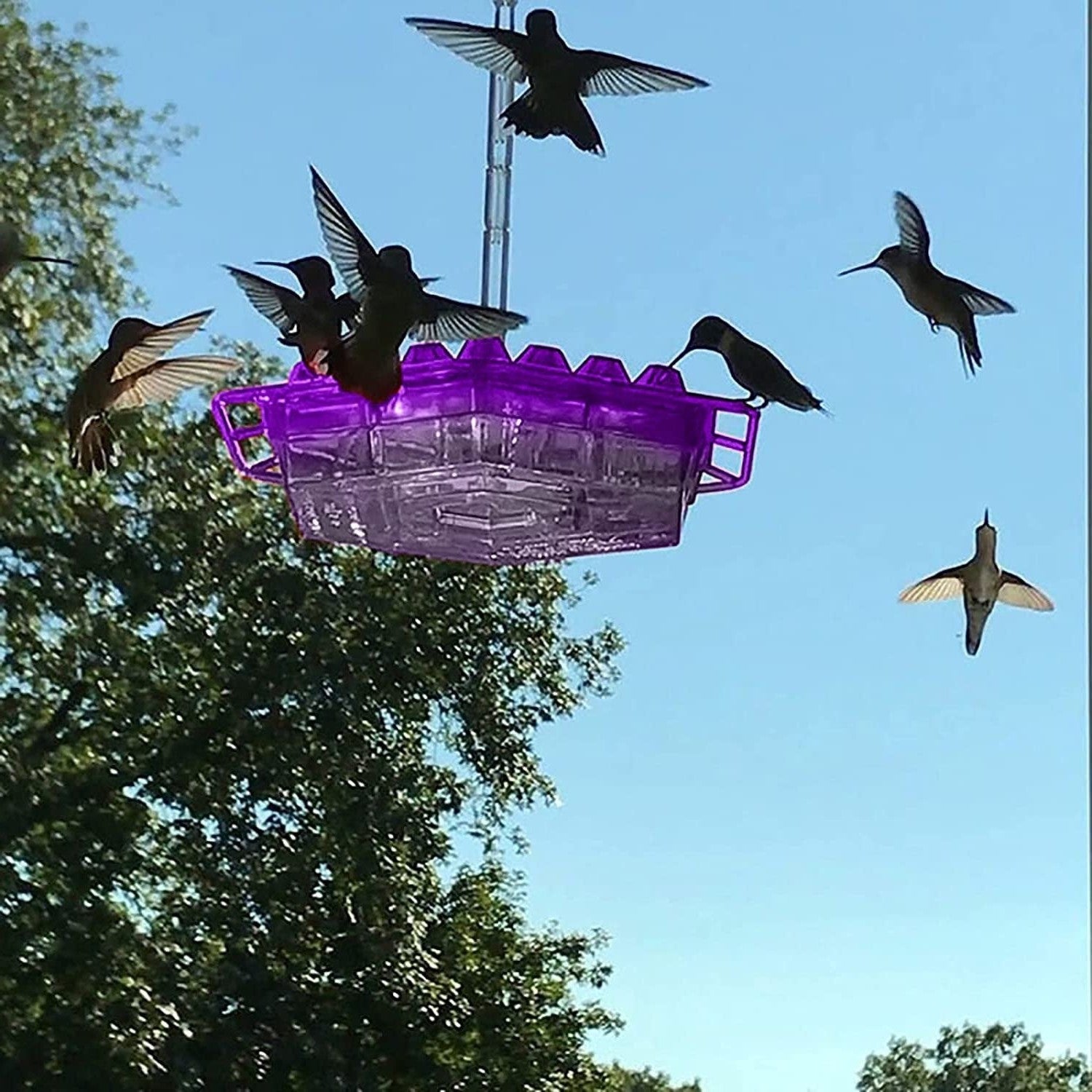 Hummingbird Feeder with Ant Moat and 30 Feeding Ports 0