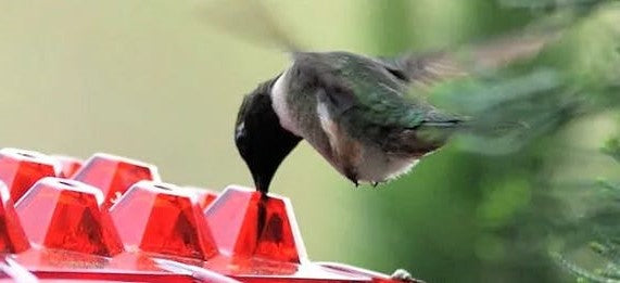 Hummingbird Feeder with Ant Moat and 30 Feeding Ports 1