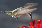 Hummingbird Feeder with Ant Moat and 30 Feeding Ports 3