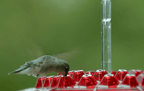 Hummingbird Feeder with Ant Moat and 30 Feeding Ports 6