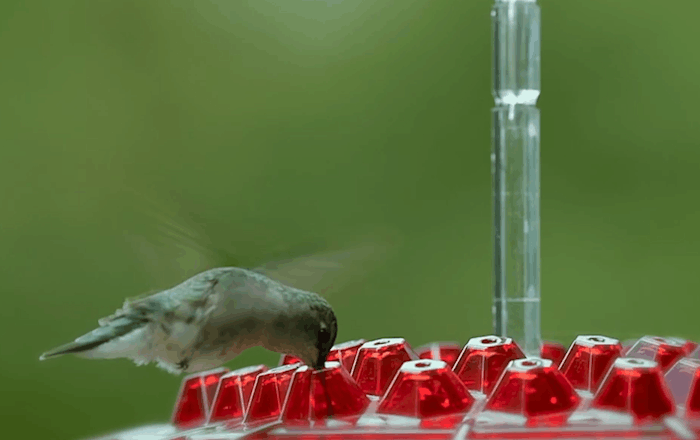 Hummingbird Feeder with Ant Moat and 30 Feeding Ports 6