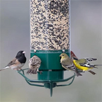 Squirrel Proof Bird Feeder in Metal with Rotating Perch for Garden 6