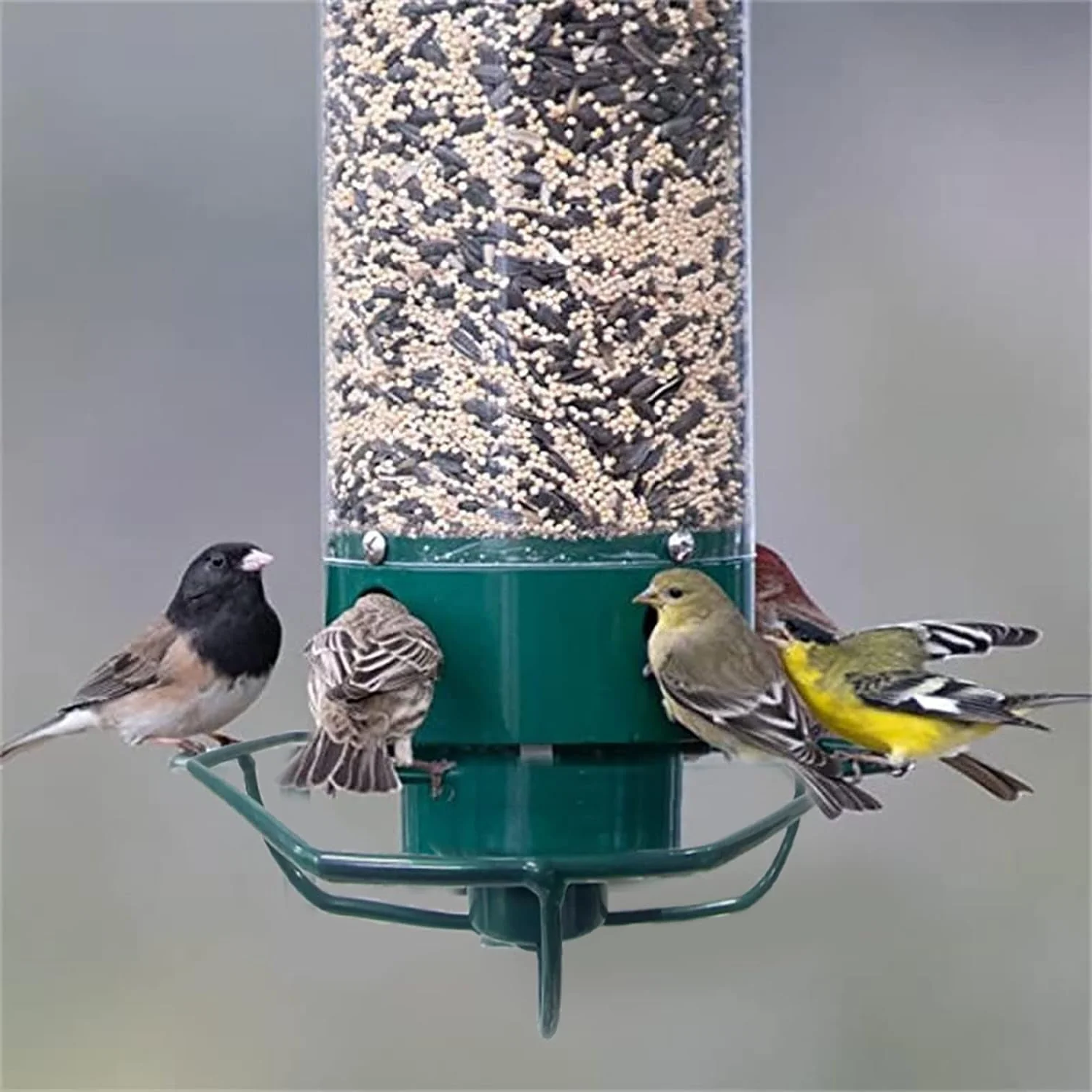 Squirrel Proof Bird Feeder in Metal with Rotating Perch for Garden 6